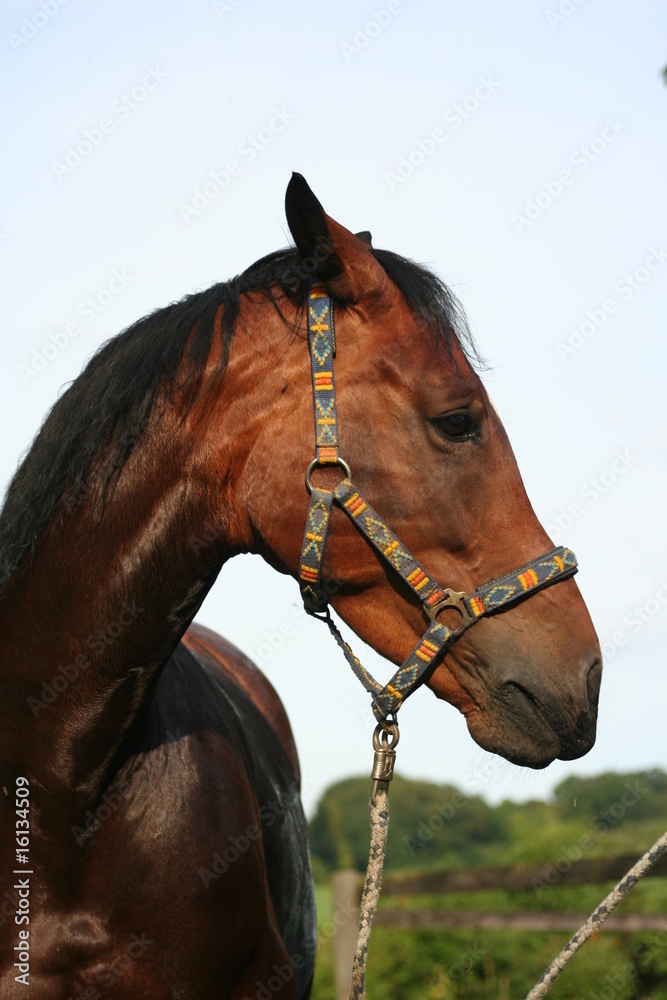 Obraz premium Recina 9