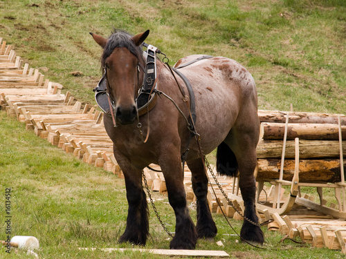 Draught horse pulling a sledge containing a pile of logs