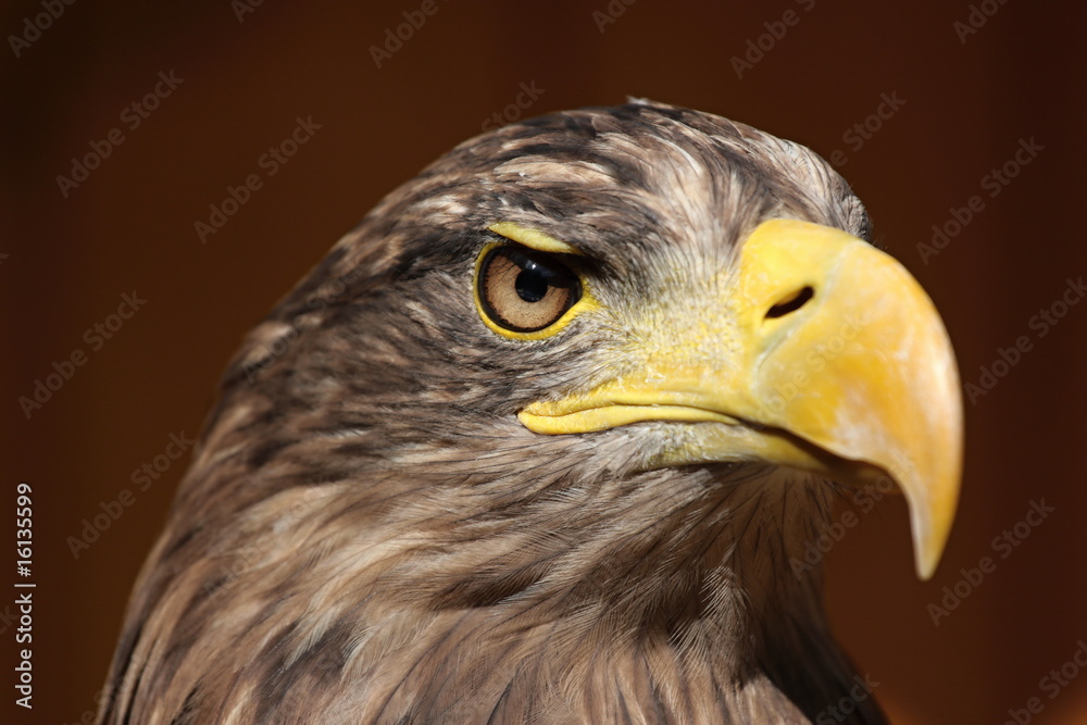 Obraz premium Profile of a sea eagle (Haliaeetus albicilla)