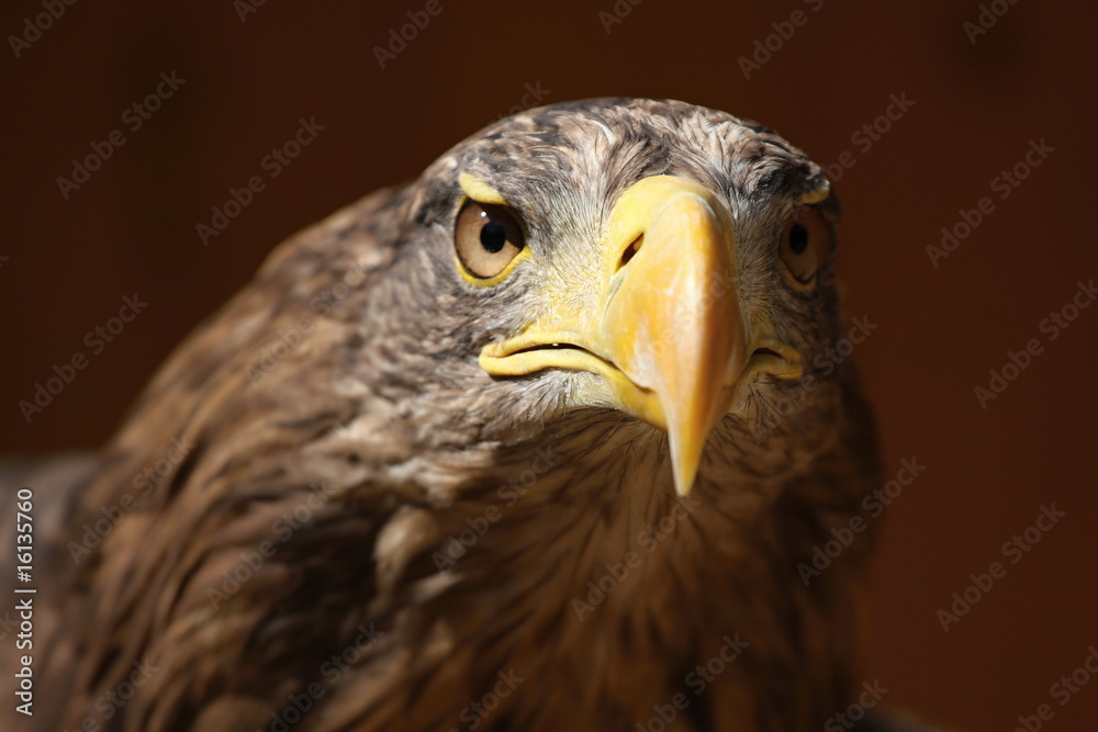 Profile of a sea eagle (Haliaeetus albicilla) Profile of a sea eagle (Haliaeetus albicilla)