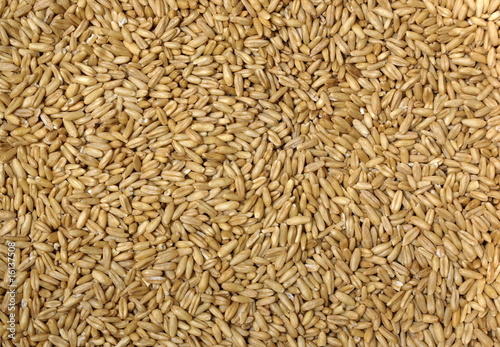 Fresh Oat Kernels