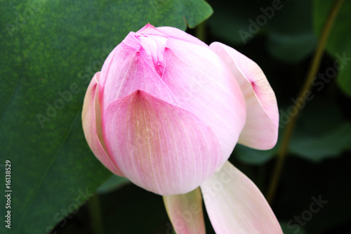 荷花 lotus