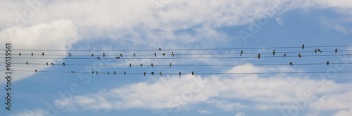 Canvas Print birds on wire