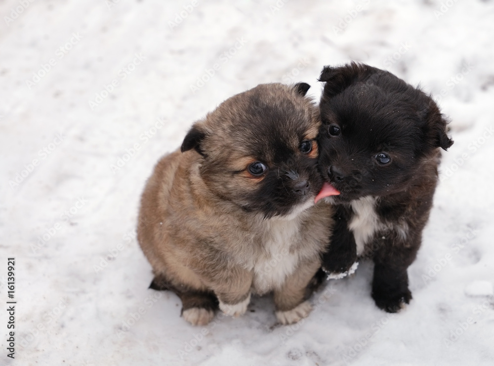 Obraz premium Dogies