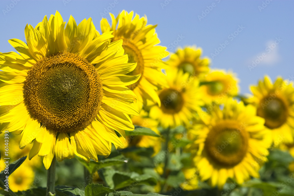 sunflowers sunflowers