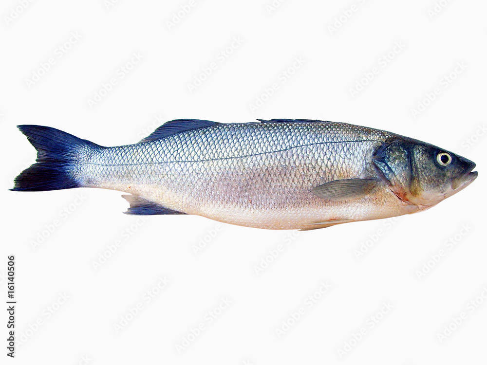 Obraz premium Sea Bass