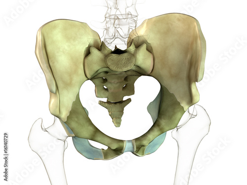 Pelvis