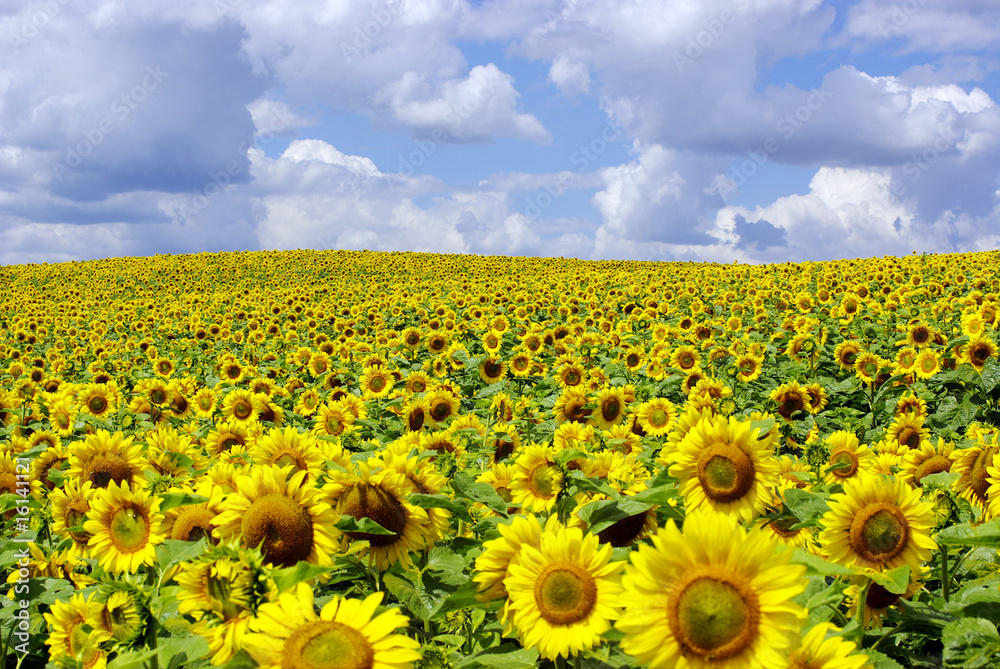 Fototapeta premium sunflowers