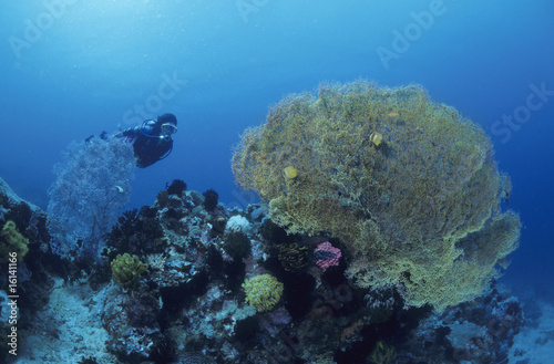 Taucher im farbenpr  chtigen Korallenriff