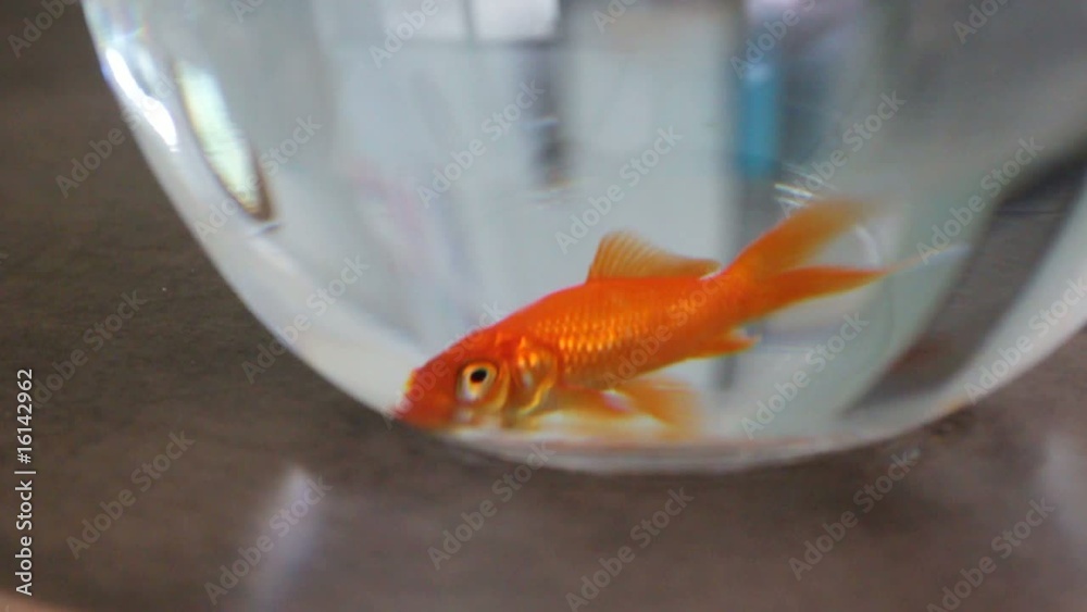 lassitude du poisson rouge
