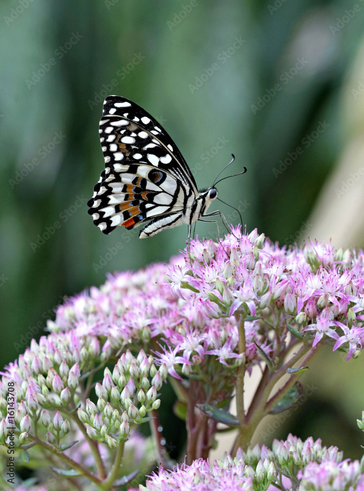 Farfalla Papilio Demodocus su un fiore 2 Farfalla Papilio Demodocus su un fiore 2