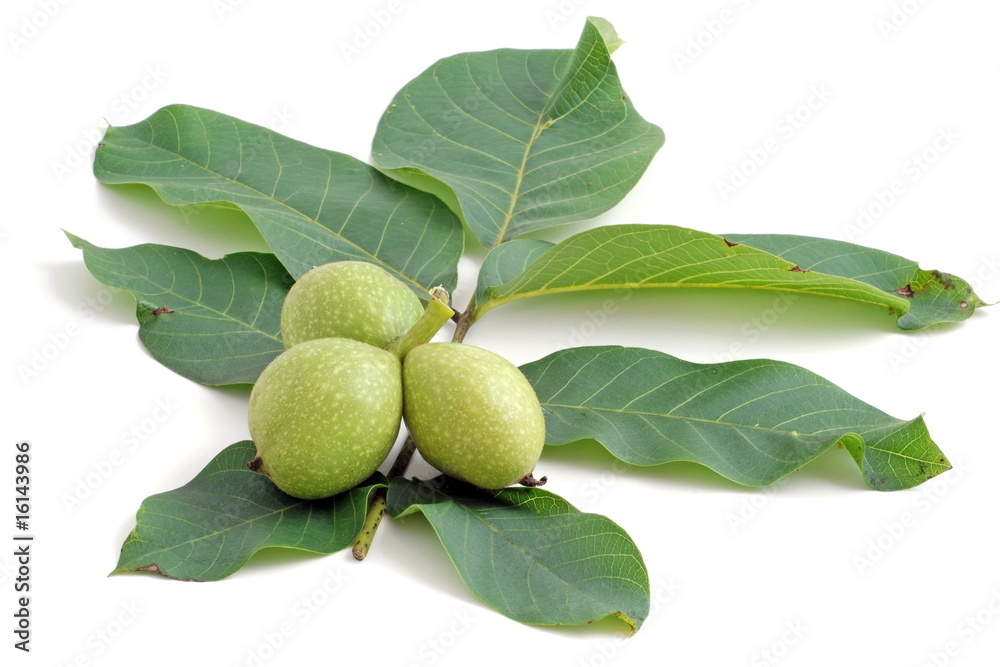 Obraz premium fresh walnut