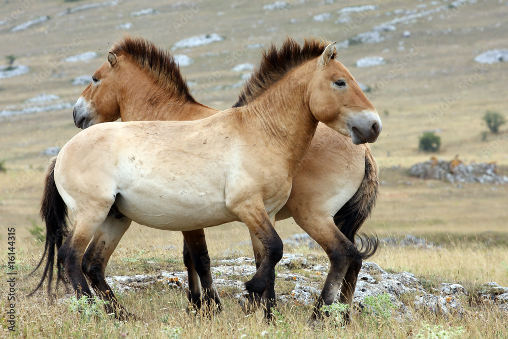 Fototapeta premium cheval de przewalski-Equus przewalskii