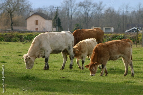vache