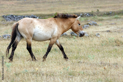 cheval de przewalski-Equus przewalskii