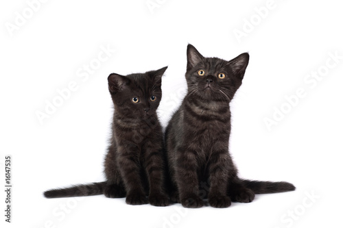 Two black kittens © KalininStudios