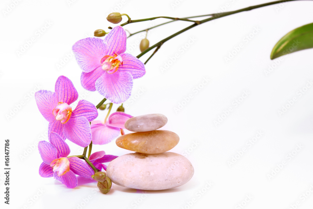 wellness,orchidee wellness,orchidee