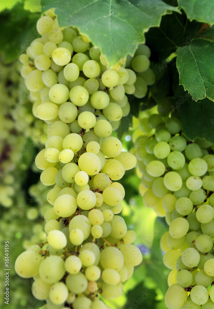 Close up view of hanging grapes