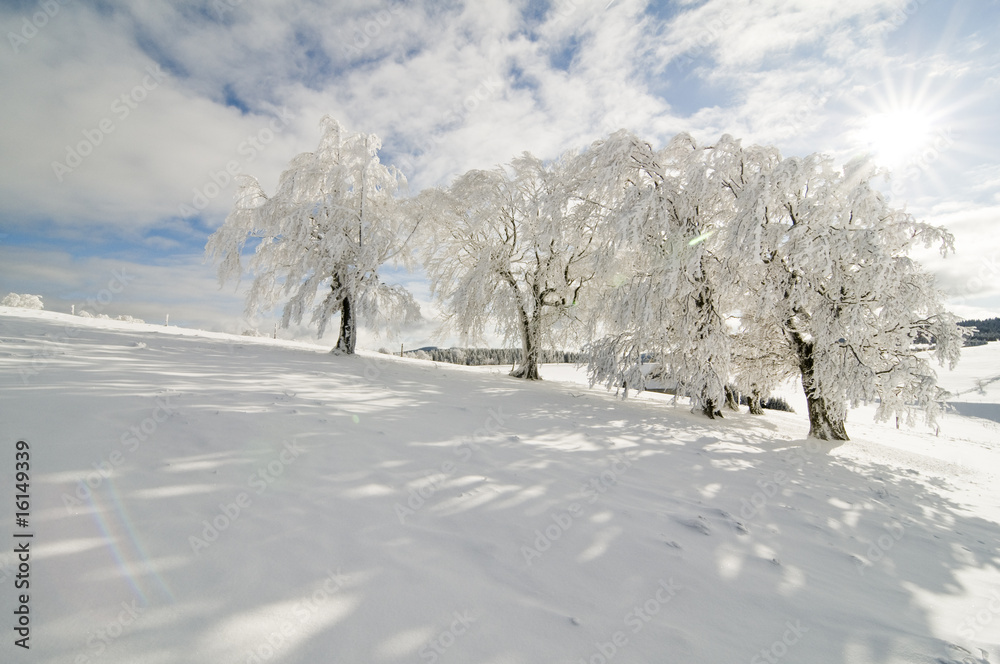 Obraz premium Winter_2009_03