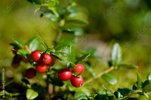 Preiselbeeren