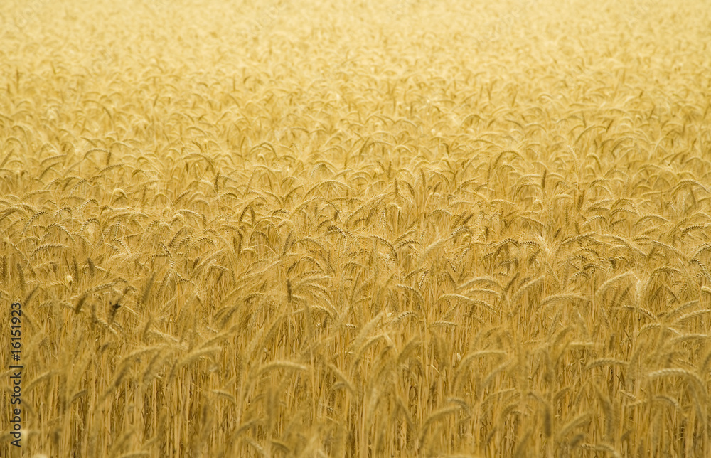 Wheat field to be used as background Wheat field to be used as background