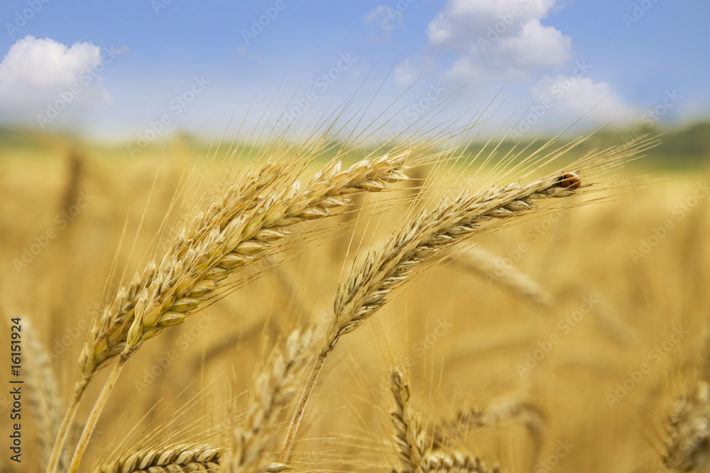 Golden wheat closeup against blue sky