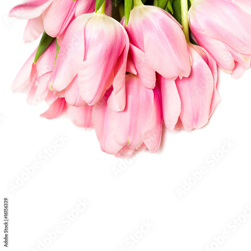 tulips isolated on white background © VIKTORIIA KULISH