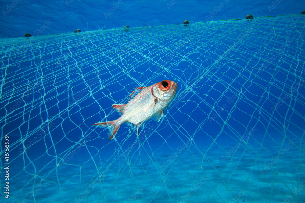 Naklejka premium Environmental issue - fish caught in illegal fishing net