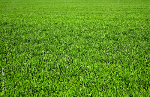 background consisting of juicy green grass on the field