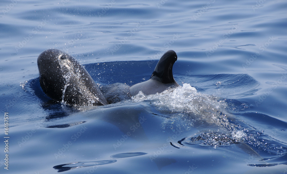 Obraz premium Pilotwal