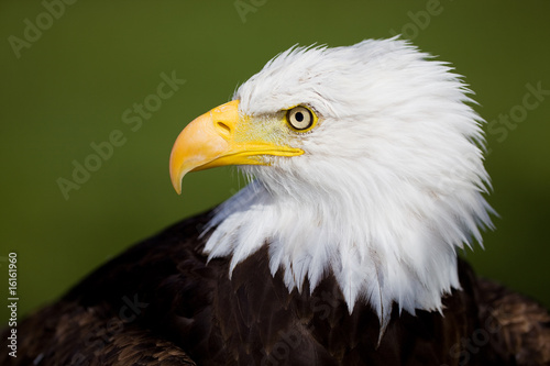 Eagle detail
