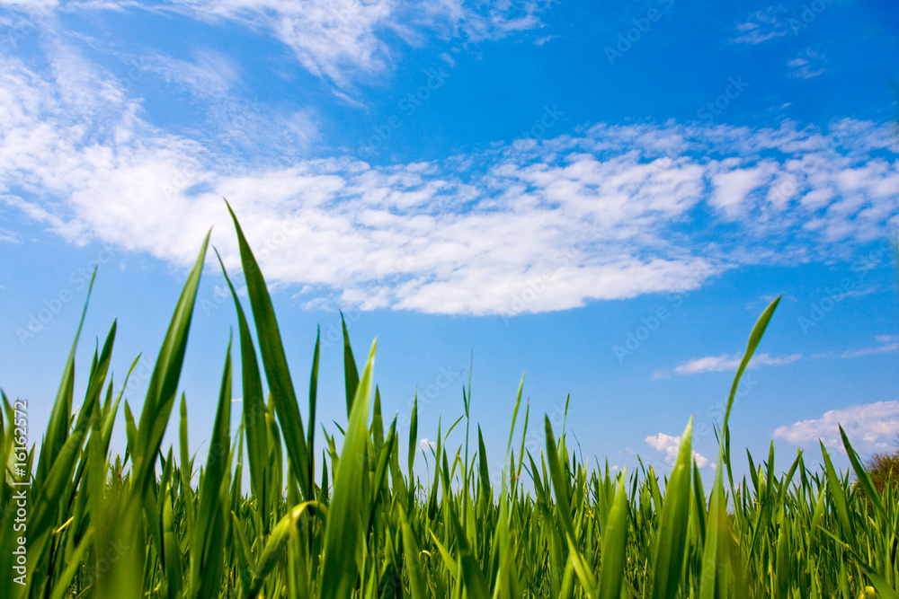 Obraz premium Green grass and blue sky
