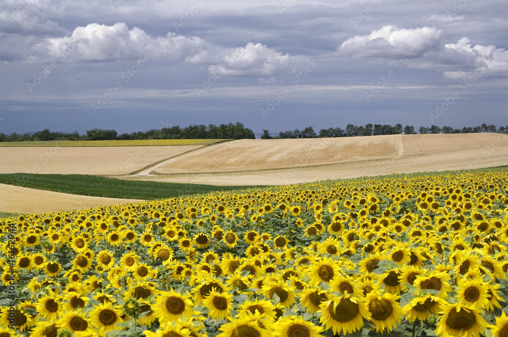 Obraz premium sonnenblumen
