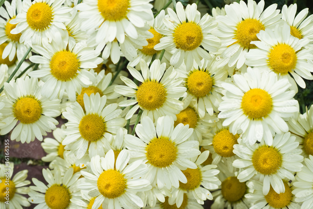 Daisy flowers in the summer sun Daisy flowers in the summer sun