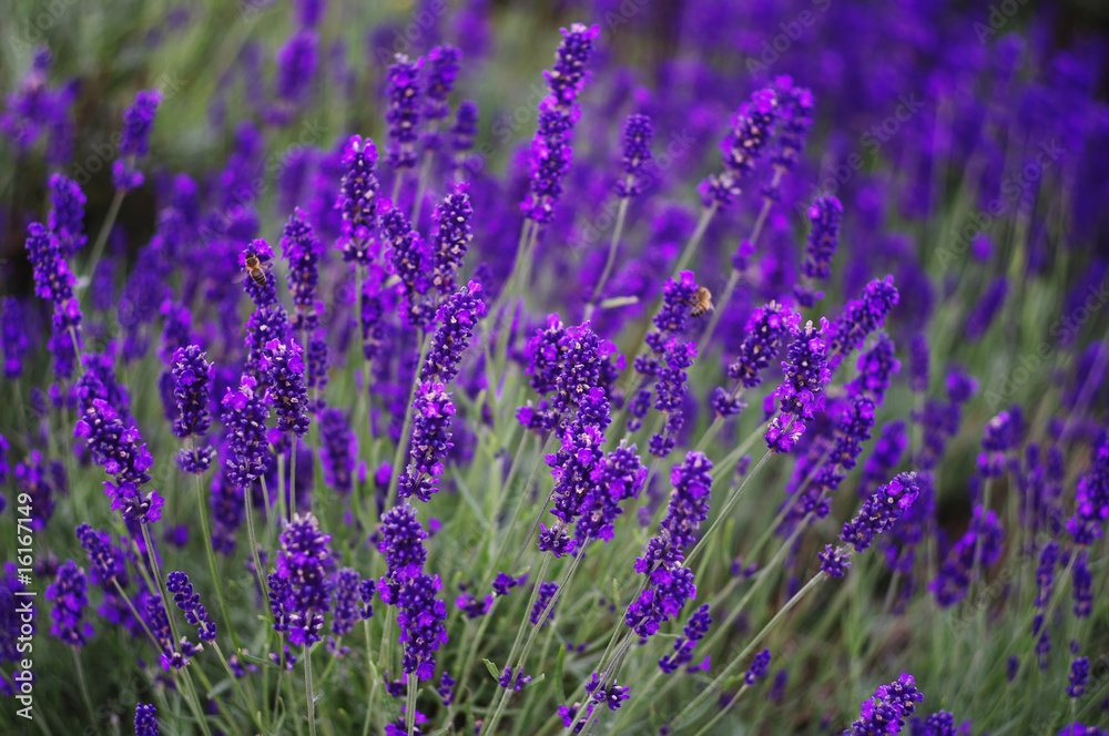 lavender