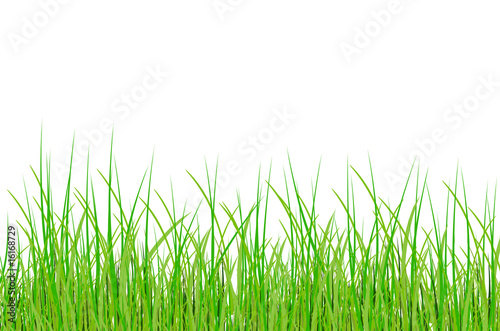 grass in vector