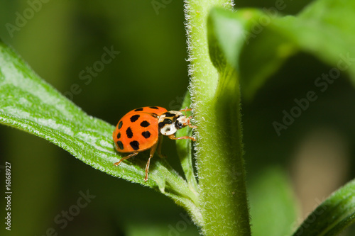 Asian Ladybug Beetle (Harmonia axyridis)
