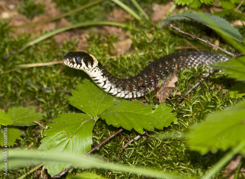 grass snake