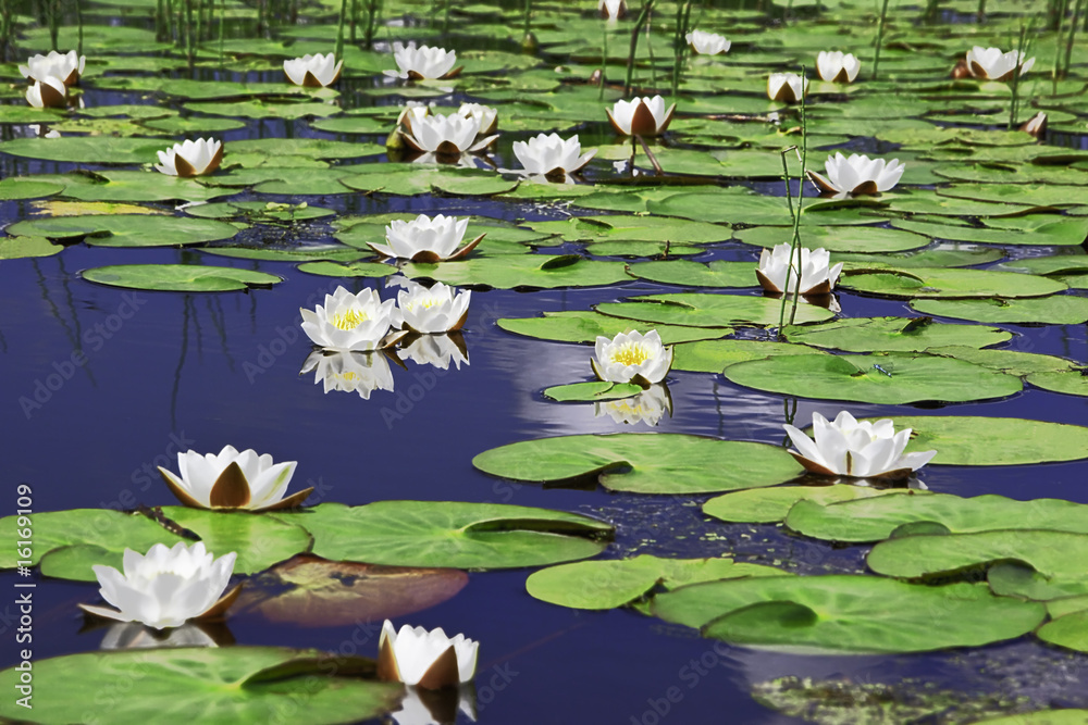 Photography lilies