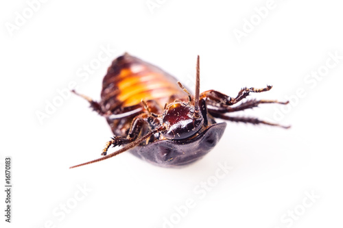 Cockroach isolated on white background.