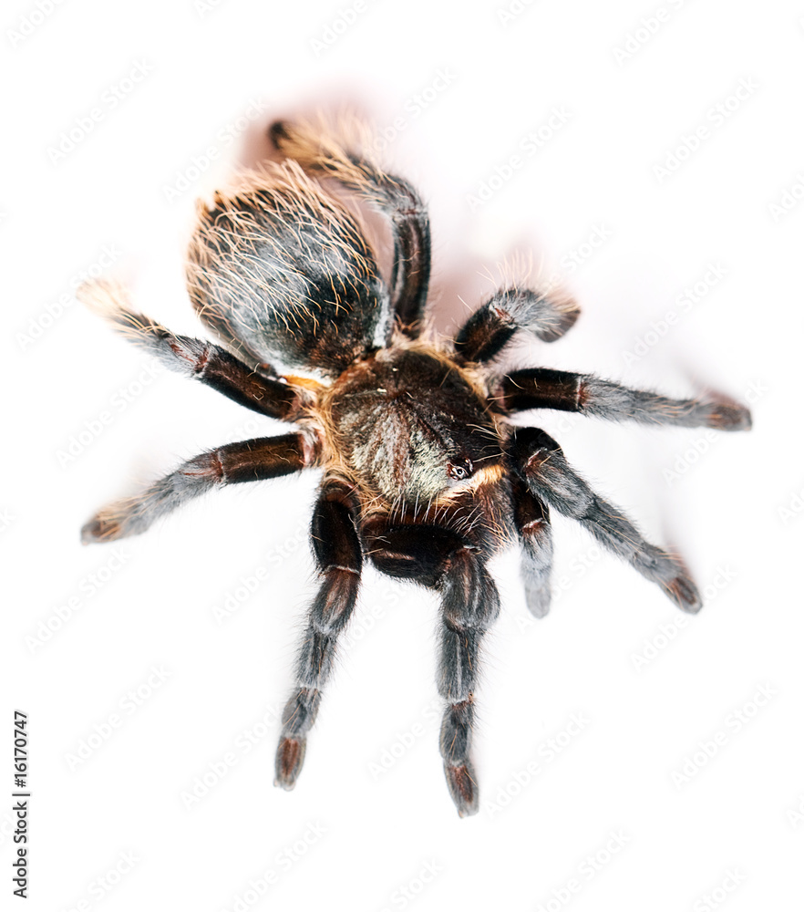 Spider isolated on white background. Spider isolated on white background.