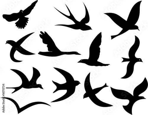 BIRDS