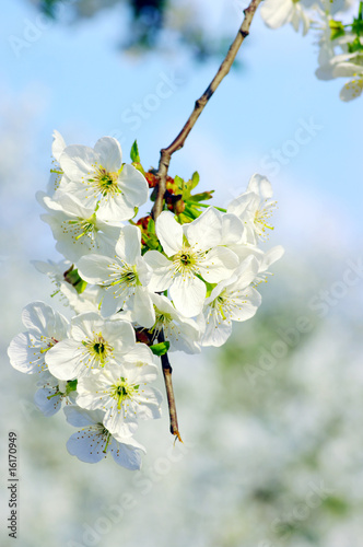 Cherry tree with white flowers