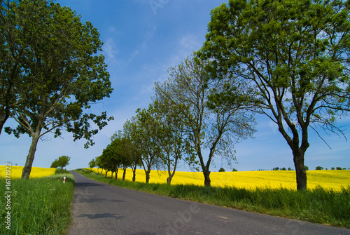 Rapsfeld und Landstrasse photo