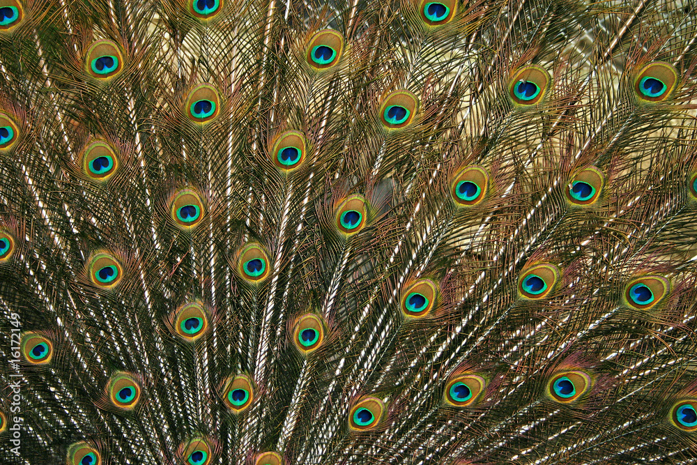 Obraz premium peacock display
