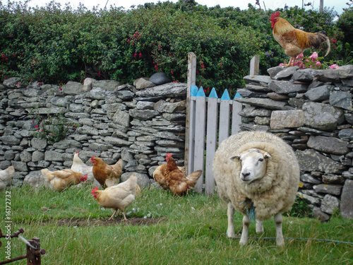 Irisches Schaf mit Hühnern photo