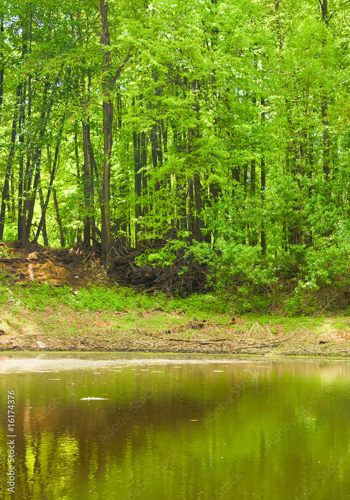 Fototapeta premium summer landscape: lake in the forest