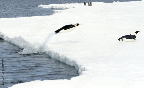 Emperor penguins (Aptenodytes forsteri)