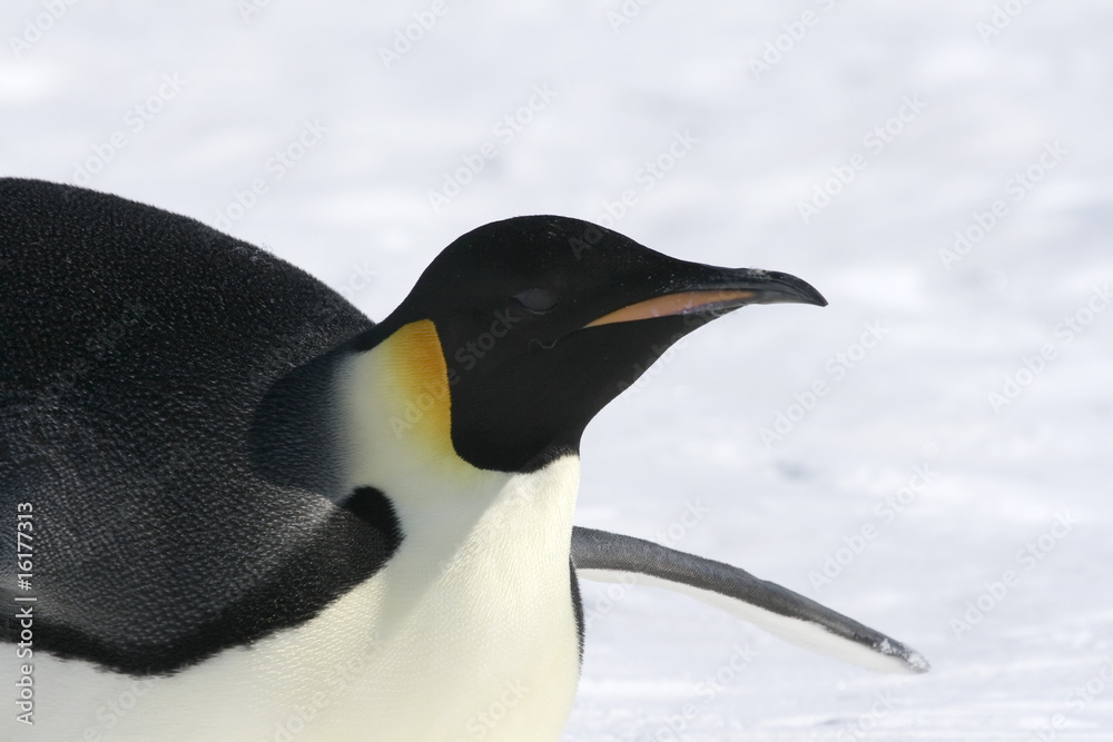 Obraz premium Emperor penguin (Aptenodytes forsteri)