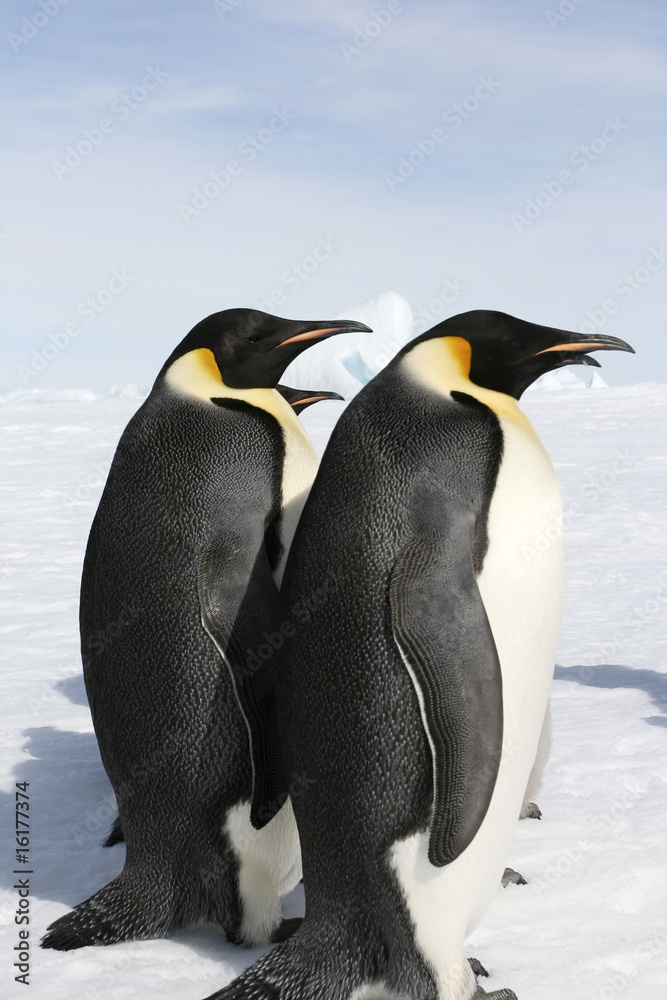 Obraz premium Emperor penguins (Aptenodytes forsteri)